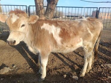 племенные коровы молочные купить: Продаю | Бык (самец) | Полукровка | На откорм | Привязанные — 1
