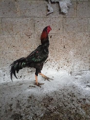 летучие мыши: Продаю | Петух | Бойцовая | Для разведения — 1