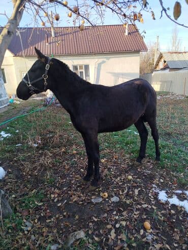 Собаки: Продаю | Жеребец | Рабочий — 1