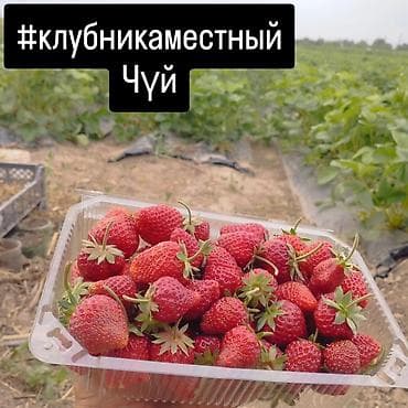 дуги теплицы: Клубника — 6
