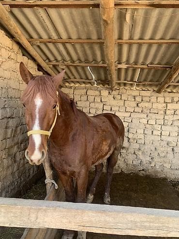 Ветеринар кызматы: Сатам | Жылкы (эркек) | Ат спорту | Асыл тукумдуу — 3