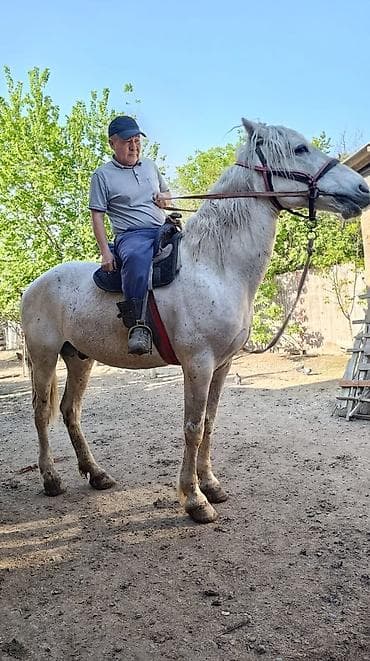 обмен лошат: Продаю | Жеребец | Для разведения — 8