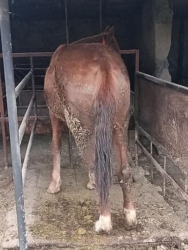 машинки для стрижки животных: Продаю | Кобыла (самка) | Рабочий | Мерин — 6