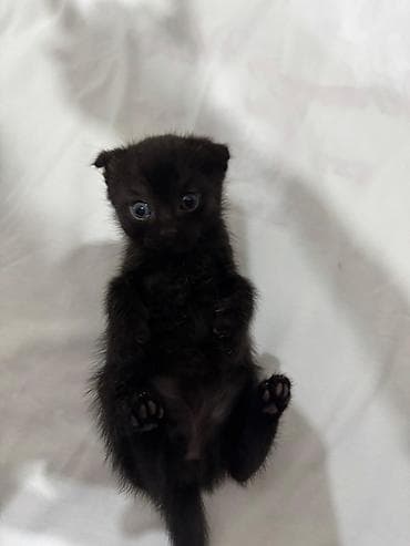 кошка шотландец: Вислоухий Черный котёнок, короткошёрстный, с округлой мордочкой и — 3