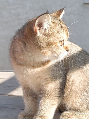 сухое молоко для животных: Скотиш Страйт (Шотландская прямоухая), 3 месяца, Девочка — 17