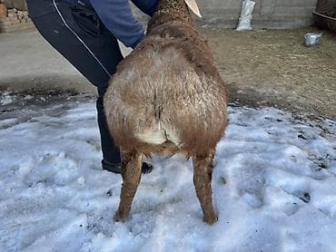 ит сатылат: Сатам | Кочкор (эркек) | Арашан | Көбөйтүү үчүн | Асыл тукумдуу, Жасалма жол менен боозутуу — 3