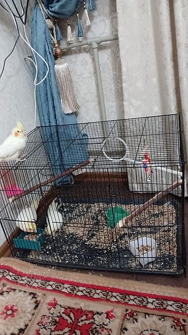 Продаю только клетку без попугая писать в вотсап - Просторная at lalafo.kg Продаю только клетку без попугая писать в вотсап - Просторная