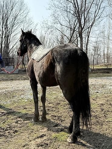 Другие животные: Продаю | Конь (самец) | Кара Жорго | Рабочий — 3