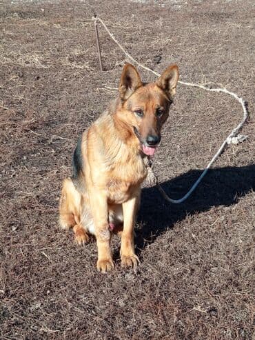 купить лабрадора: Восточноевропейская овчарка, 2 месяца, Самец — 6