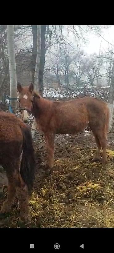 далматинец собака: Продаю | Жеребец | Рабочий — 4