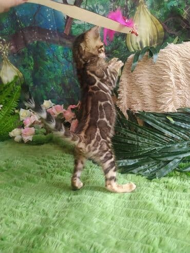 цена шотландского вислоухого кота: Бенгальская, 1 месяц, Мальчик, Приучена к лотку, Проглистована, С документами — 2