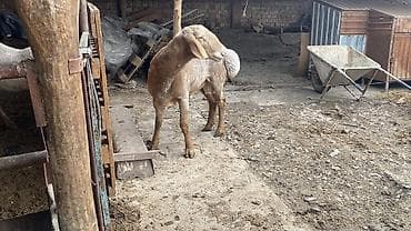 ат жабу: Сатам | Кочкор (эркек) | Арашан | Көбөйтүү үчүн | Жасалма жол менен боозутуу — 5