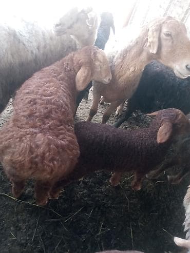 собака немецкий: Продаю | Ягненок, Баран (самец) | Арашан — 2