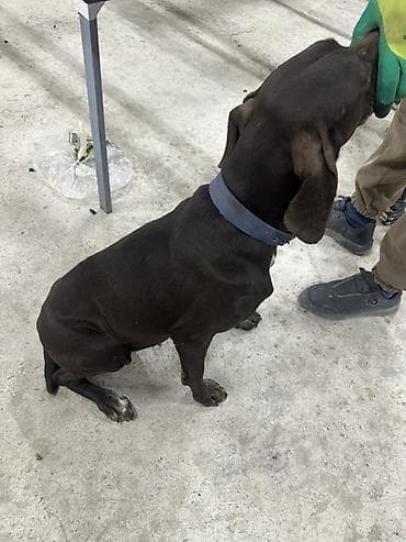 охотничый собака: Продаю охотоничья собака курцхаар Сука ласковая без агрессии послушная — 4