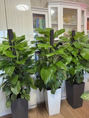 куплю рассаду клубники: Эпипремнумдар жана сциндапсустар — 1