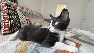 кошка майкун: Пристраиваются котята в добрый и ответственный руки. Котята домашние — 1