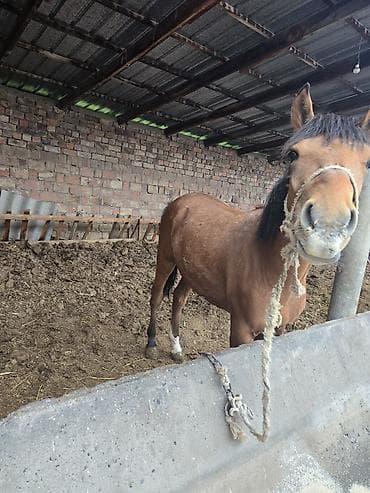биогумус алам: Продаю | Кобыла (самка) | Полукровка | На забой | Племенные — 1