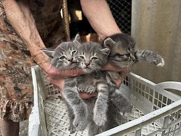 Мышыктар сатылат: Котята серого окраса - Помёт из трёх пушистых котят: два — 2