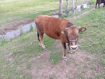 купить рыбу клоуна: Продаю | Музоо, торпок | Полукровка, Швицкая | На откорм | Привязанные — 2