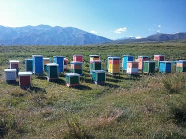 часы для дома бишкек: Продается мед горный.
С Белогорского ущелья — 7