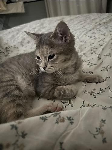 кошка мышык: Ургаачы, Лотокко барууга үйрөтүлгөн — 3