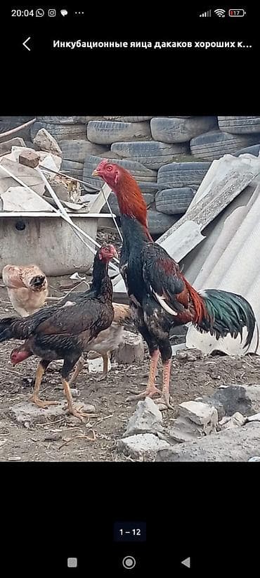 Продаю петуха и двух курей (Даканы ) больше года возраст. не ленял