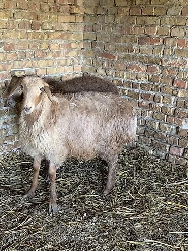Продаю | Баран (самец)
