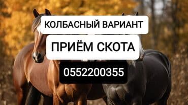 Куплю | Коровы, быки, Лошади, кони | Круглосуточно, Любое состояние, Забитый