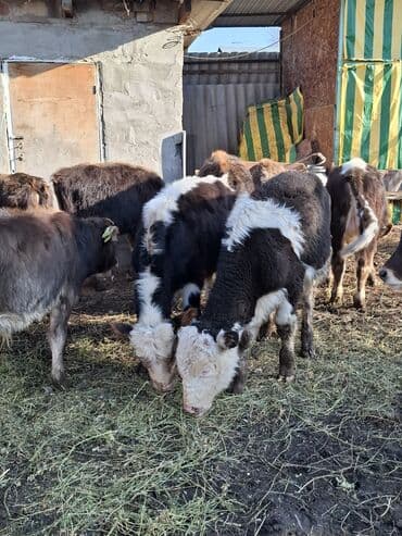 сколько стоит порода собаки доберман: Продаю | Музоо, торпок | На откорм — 3