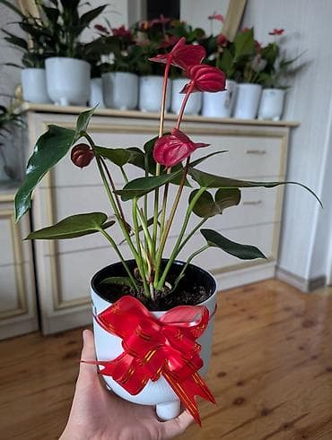 цветы антуриум: Комнатные растения в горшках - Антуриумы (красные и белые соцветия) — 2