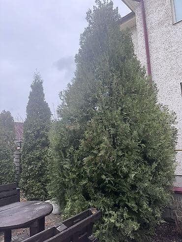Дрова: Туя высота 2,5 м и 5 м. Можжевельник высота 2,5 м. Самовывоз. Цена — 2