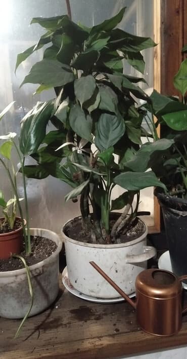 семена эспарсет: Продаю цветы "женское счастье".большие кусты — 3