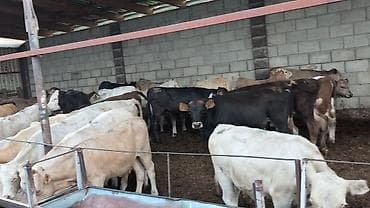 Айыл-чарба жаныбарлары: Сатам | Бука (эркек), Кунаажын, Музоо | Ангус, Герефорд, Симментал | Бордоп семиртүү үчүн, Көбөйтүү үчүн, Сүт алуу үчүн | Жасалма уруктандырылган — 6