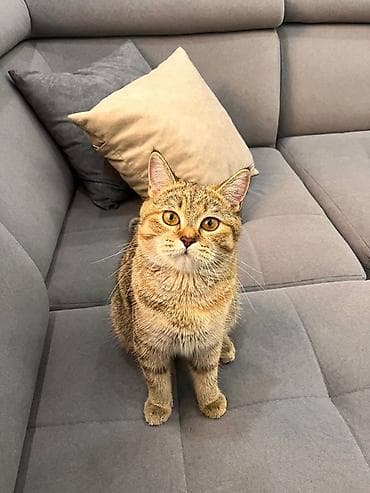 резиновый киска: Ищу кота для вязки. Кошка чистая, домашняя. За котенка — 1
