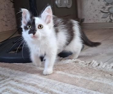 Кошка даром: Сибирская, 2 месяца, Девочка, Приучена к лотку, Проглистована — 2