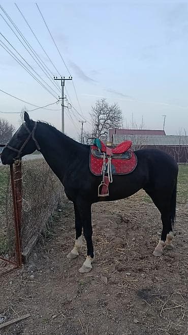 щпиц собака: Продаю | Жеребенок | Рабочий — 1