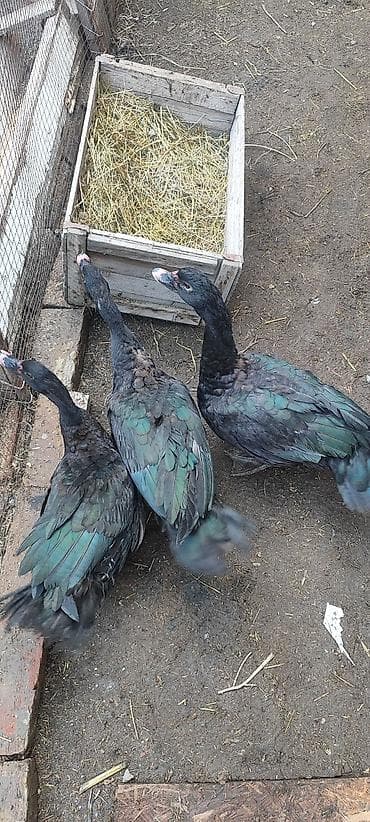 куры амрокс: Селезни самцы Мускусные утки (3 шт), черного окраса.1 штук 1700 с - — 8