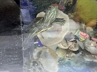 кунажын бишкек: Продаю аквариум не большой 15 литров с двумя черепашками они маленькие — 2