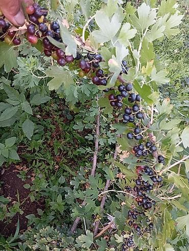 Продукты питания: Смородина Оптом — 1