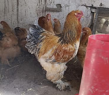 Продаю | Куры | Брама | Для разведения