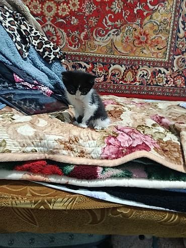 мышы: Котёнок, чёрно-белый, девочка отдадим в добрые руки, срочно нужны — 7