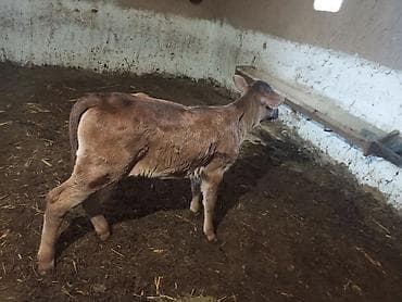 уй животных: Продаю | Музоо, торпок | Полукровка | На откорм — 1