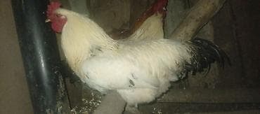 филе курицы: Продаю | Петух | Домашняя | Для разведения — 8