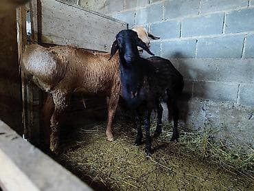 эдилбай кой: Продаю | Баран (самец) | На забой — 4