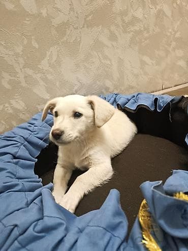 хаски бишкек купить: 2 месяца, Самец, С прививкой — 3