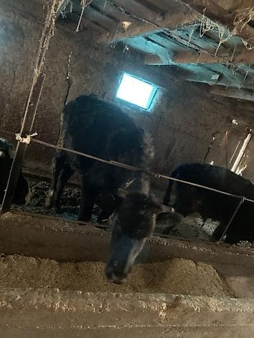 корова голштинской: Продаю | Тёлка | На откорм | Привязанные — 3