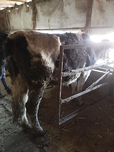 Аквариумы: Продаю | Корова (самка) | Голштин, Алатауская | На откорм — 2
