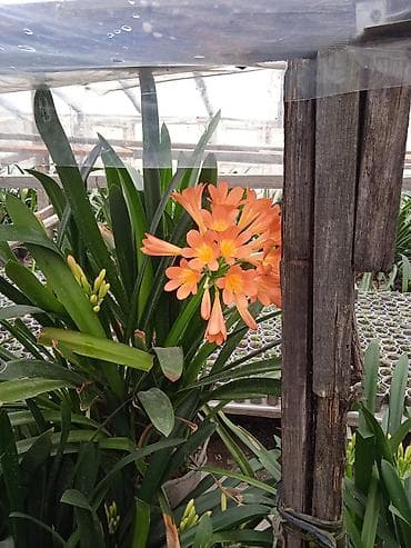 шаровидные хризантемы: Кливия оранжевая (Clivia miniata) из теплицы - Многолетнее — 2