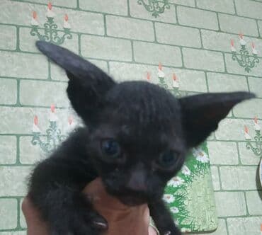 Сфинкс, 2 месяца, Мальчик, Черепаховый, Приучена к лотку, Проглистована