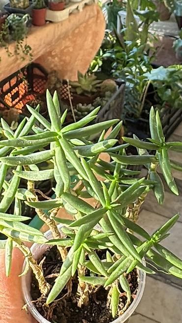 сколько стоят кактусы: Коллекция суккулентов в горшках 1) Кристатная форма кактуса/молочая — 3